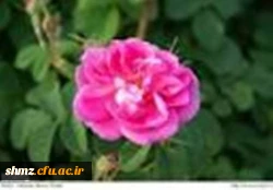 پیام تبریک سرپرستی به مناسبت آغاز سال تحصیلی 94/95 2