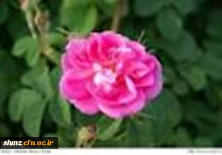 پیام تبریک سرپرستی به مناسبت آغاز سال تحصیلی 94/95