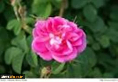 پیام تبریک سرپرستی به مناسبت آغاز سال تحصیلی 94/95